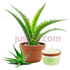 芦荟植物,花盆PNG