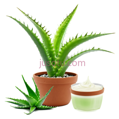 芦荟植物,花盆, PNG