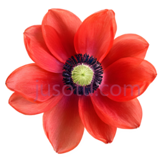红色海葵花PNG