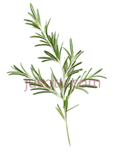 迷迭香,绿色PNG