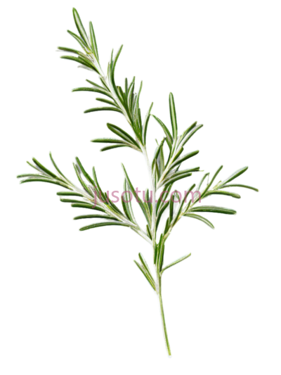 迷迭香,绿色, PNG