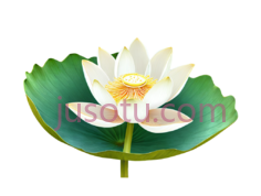 荷花,卡通,白色,绿色PNG