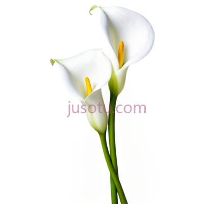 马蹄莲,白色, PNG