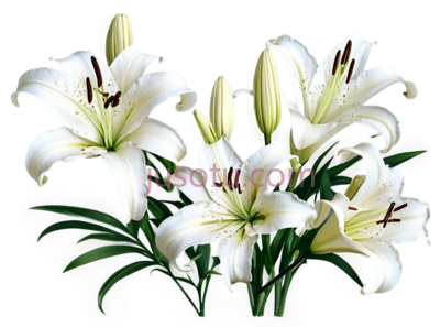 白百合, PNG