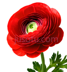 花,绽放,红色PNG