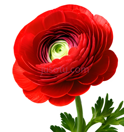 花,绽放,红色, PNG