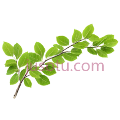 榆树,分枝PNG