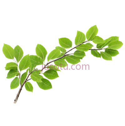 榆树,分枝, PNG