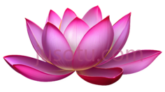 荷花花瓣PNG