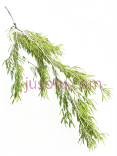 柳树垂枝PNG