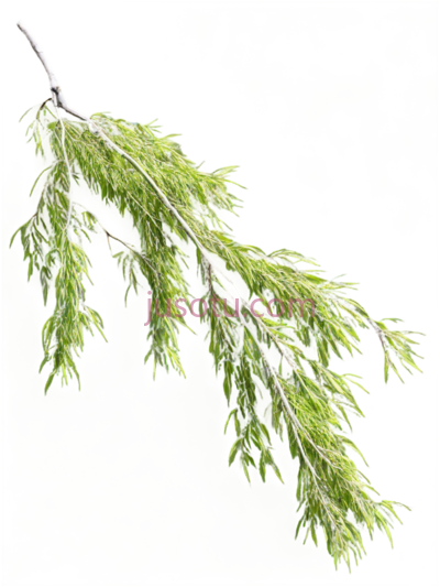 柳树垂枝, PNG