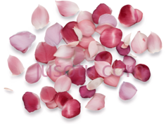 花瓣,散落,粉色,白色PNG
