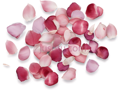 花瓣,散落,粉色,白色, PNG