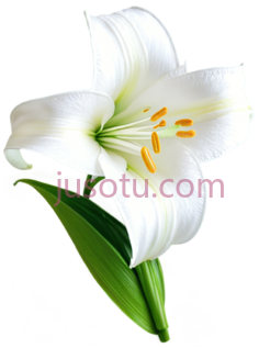 白百合PNG