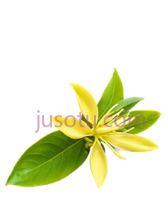 腺杨,花朵PNG