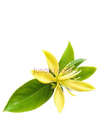 腺杨,花朵, PNG