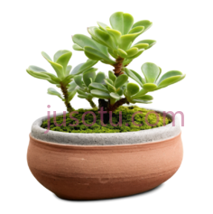 多肉植物,盆栽,绿色PNG