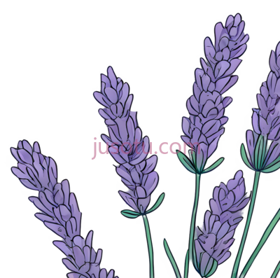 薰衣草,插画,紫色, PNG