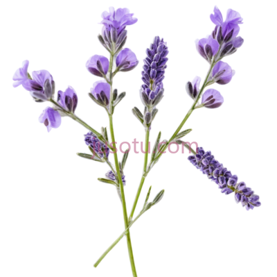 紫色薰衣草花朵, PNG