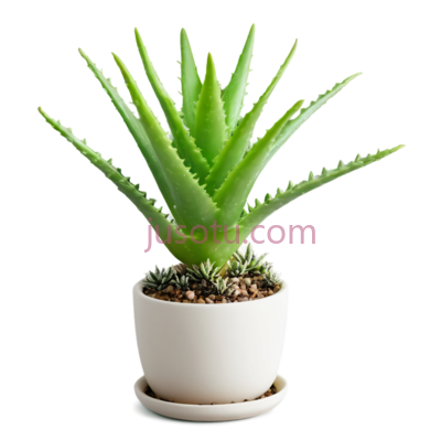 芦荟,绿色, PNG