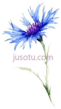 矢车菊PNG
