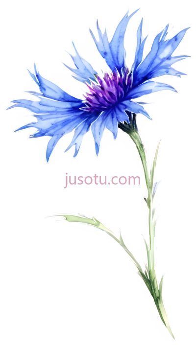 矢车菊, PNG