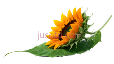 向日葵花瓣,深橙绿色, PNG
