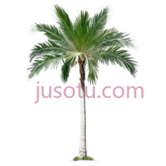 棕榈树,插画,绿色PNG