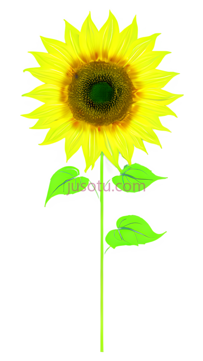 向日葵,荧光色, PNG