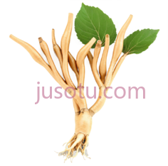 光滑,人参PNG