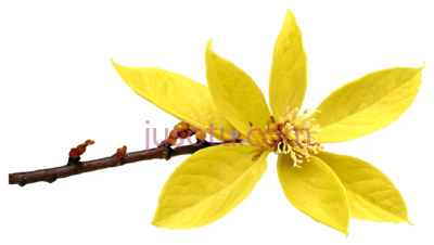 黄花,卡通,黄色, PNG