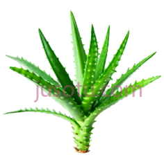 芦荟,叶片,植物PNG