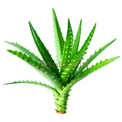 芦荟,叶片,植物, PNG