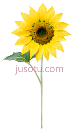 向日葵,金色PNG