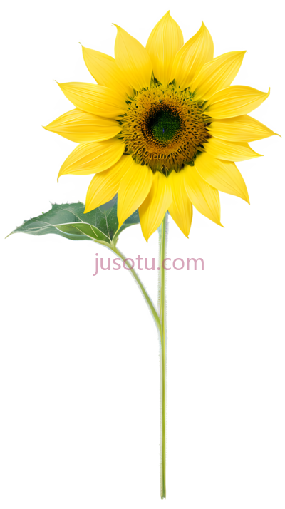 向日葵,金色, PNG