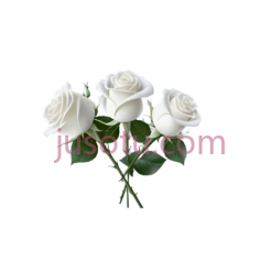 玫瑰,插画,白色PNG