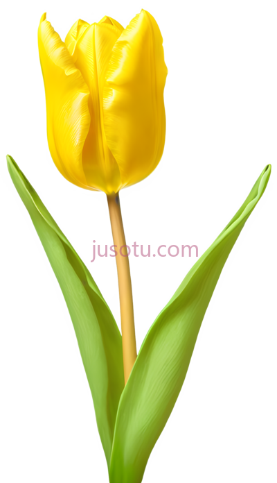 黄色郁金香,花瓣, PNG