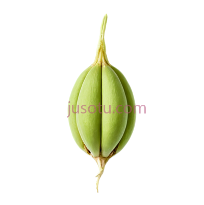 种子, PNG