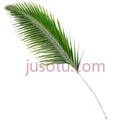 单片棕榈树叶片PNG