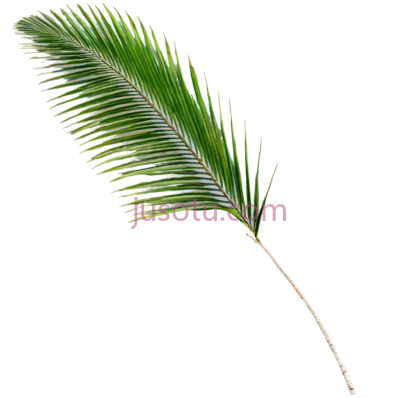 单片棕榈树叶片, PNG
