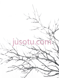 树枝,白色线条画,白色PNG