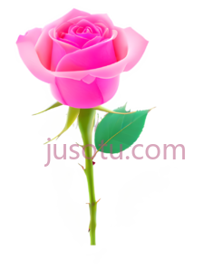 玫瑰,一朵花,粉色PNG