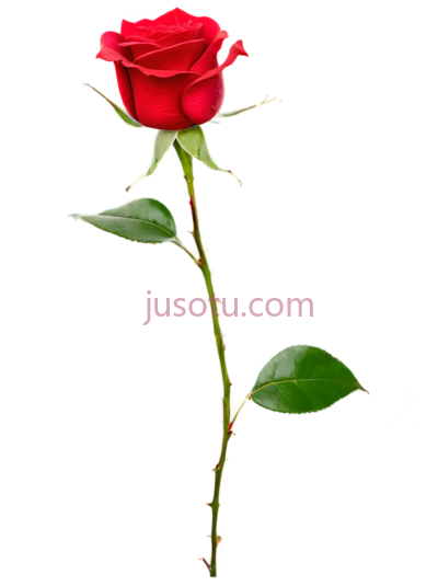 红玫瑰,花瓣, PNG