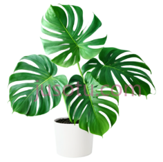 龟背竹叶PNG