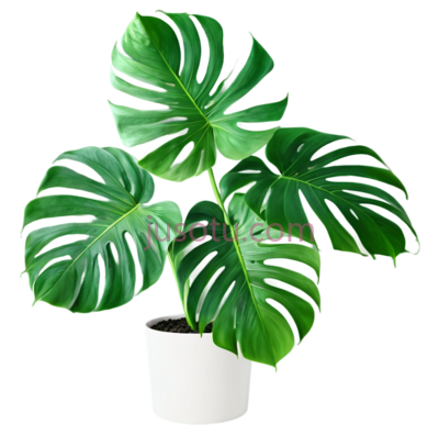 龟背竹叶, PNG