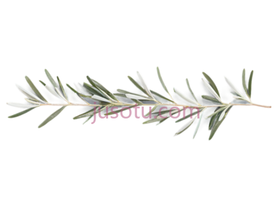 细枝,橄榄, PNG