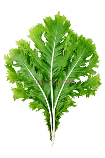 大叶藻, PNG
