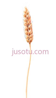 小麦穗PNG