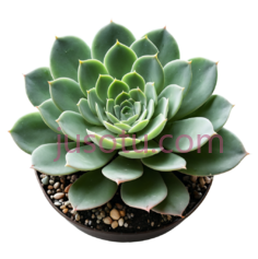 多肉植物,自然,绿色PNG
