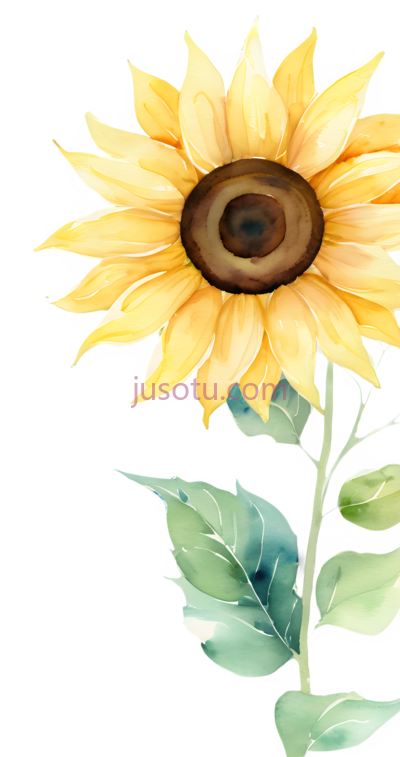 向日葵花瓣, PNG